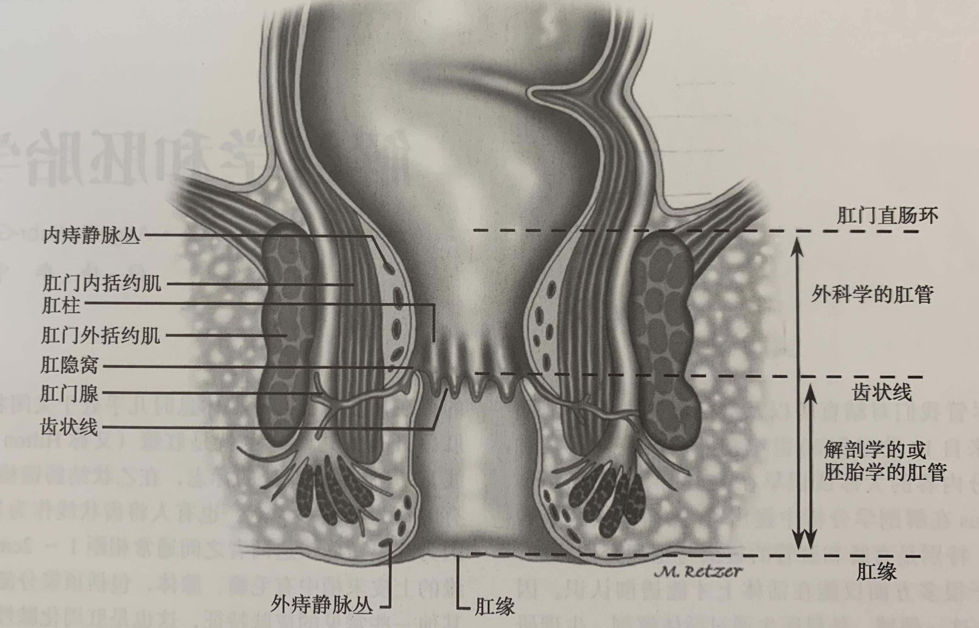 前者指齿线以下至肛缘的部分;后者指肛管直肠肌环上缘平面以下至肛缘