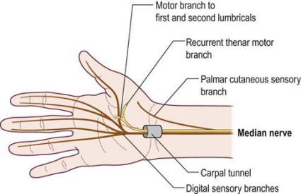 Median Nerve Motor Supply Hand Median Nerve Carpal Tunnel Nerve My XXX Hot Girl